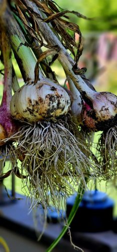 frisch geernteter Knoblauch