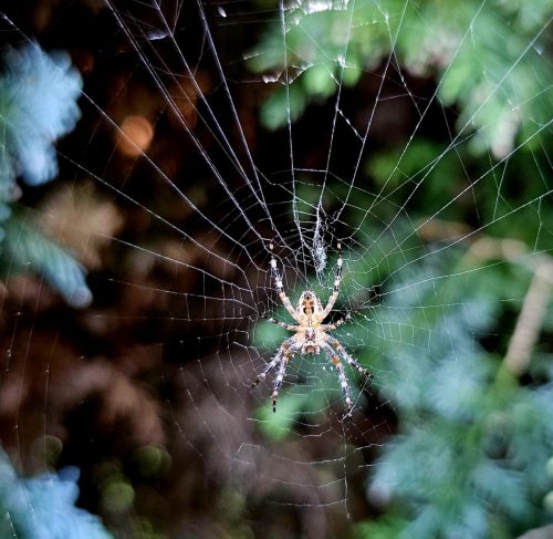 Spinne im Netz