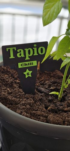 Chili Tapio